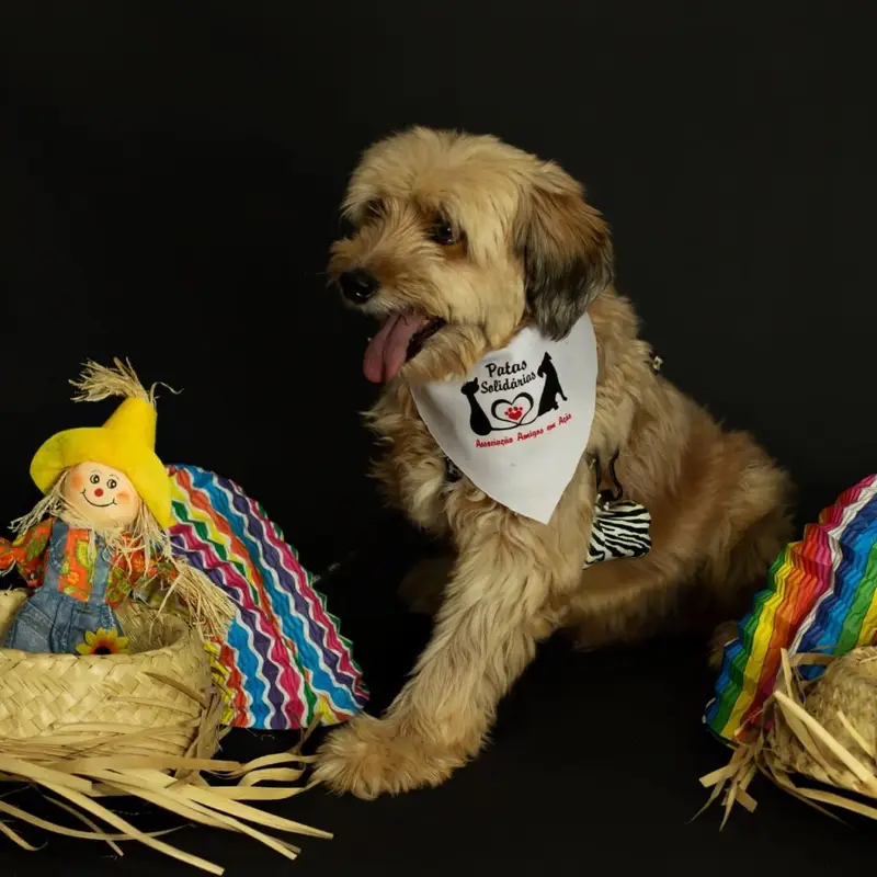 Cachorrinho com lenço